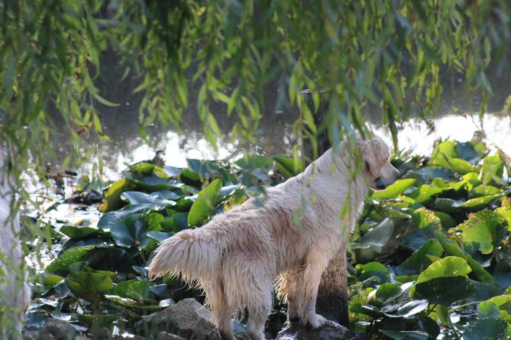 Pepite des rives de l'erdre