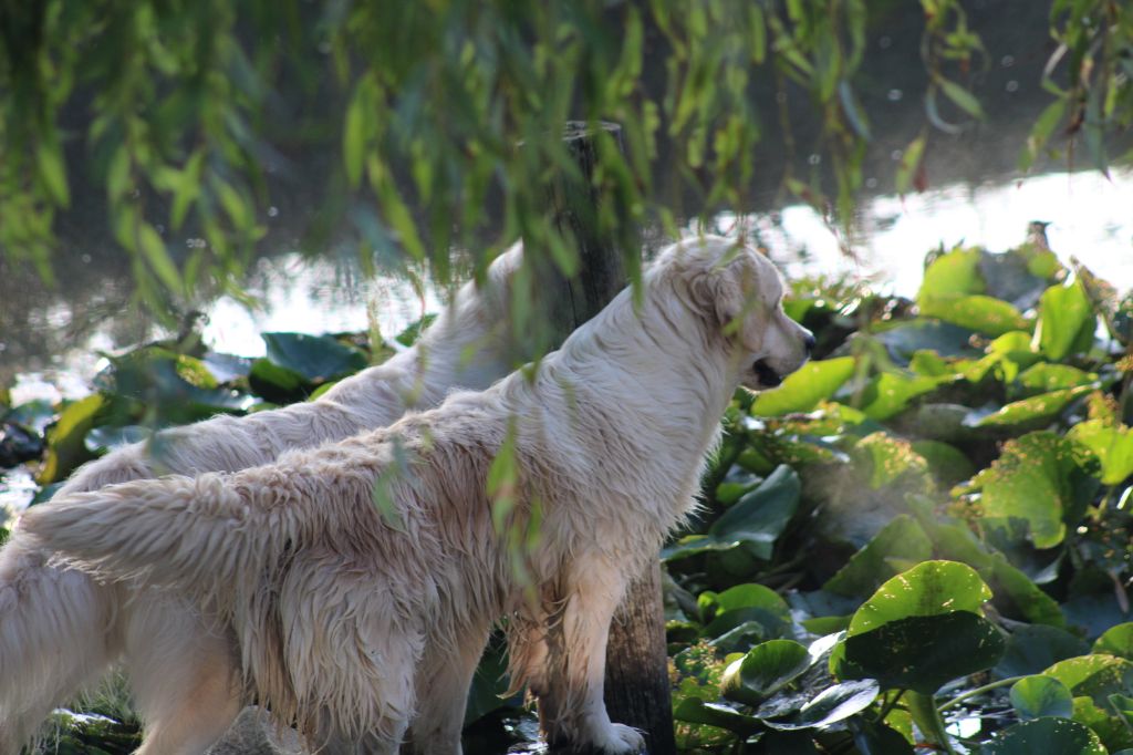 Pepite des rives de l'erdre