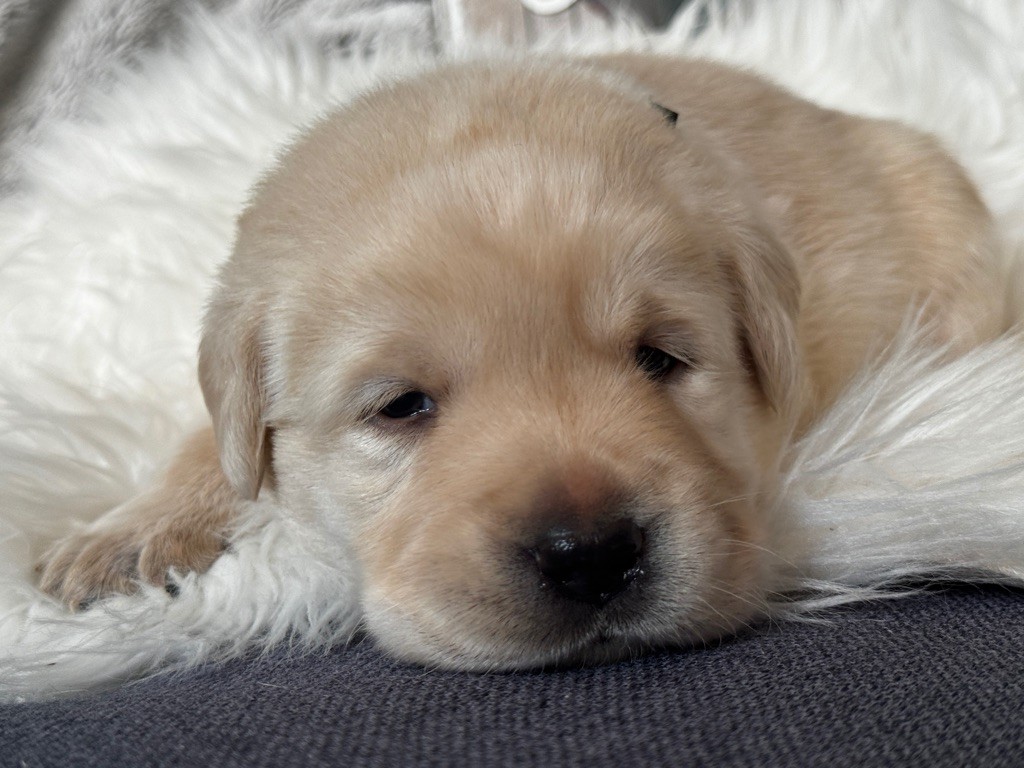 De La Haute Chaloupiere - Chiot disponible  - Labrador Retriever