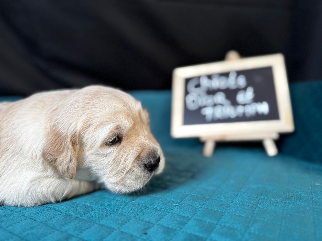 De La Haute Chaloupiere - Chiot disponible  - Golden Retriever